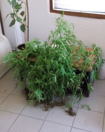 Συνελήφθη στην Καλαμάτα 75χρονος με 8 δενδρύλια χασίς