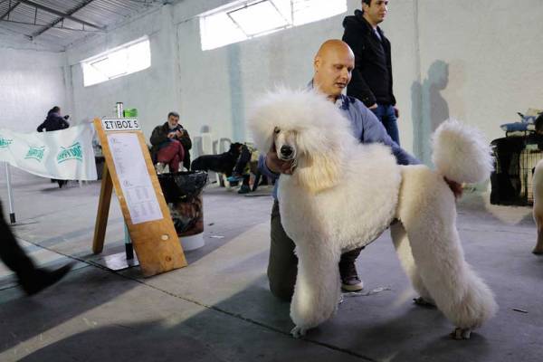 Εκθεση Μορφολογίας Σκύλων και φέτος στην Καλαμάτα (βίντεο)