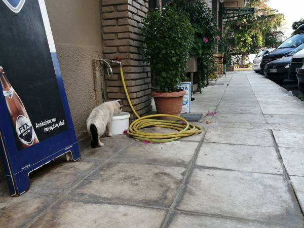 Λίγο νερό για τα αδέσποτα