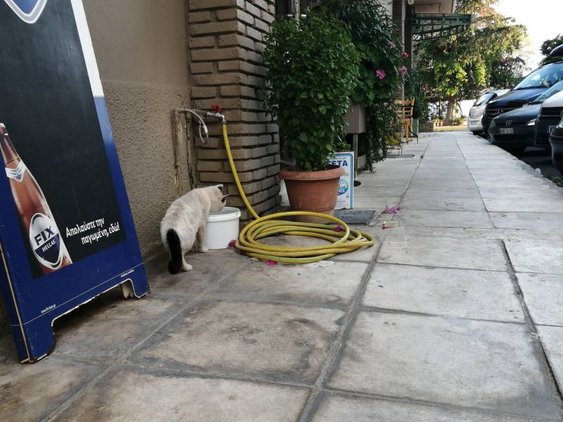 Λίγο νερό για τα αδέσποτα