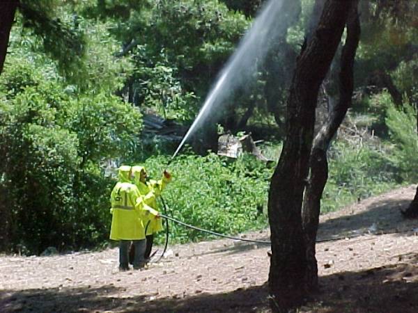 Τελευταίοι ψεκασμοί δακοκτονίας στην Τριφυλία