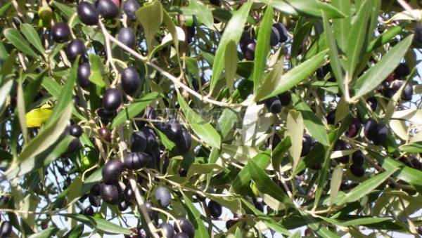 Ξεκινάει η δακοκτονία στη Μεσσηνία