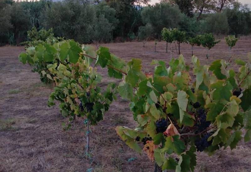 Συνεχίζονται τα προγράμματα κατάρτισης από ΕΛΓΟ “Δήμητρα”