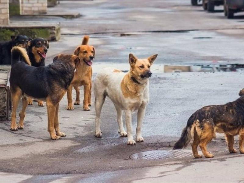 5.000 ευρώ για περίθαλψη 30 αδέσποτων στον Δήμο Τριφυλίας