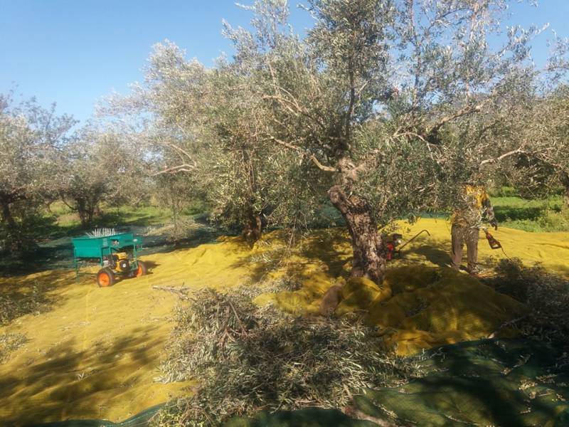 Μεσσήνιοι στον ΑΝΤ1 για τις επιπτώσεις της κλιματικής αλλαγής στην ελαιοκαλλιέργεια (βίντεο)