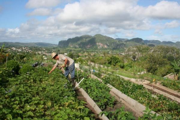 Στην Πελοπόννησο "δίνει" περισσότερες θέσεις απασχόλησης η γεωργία
