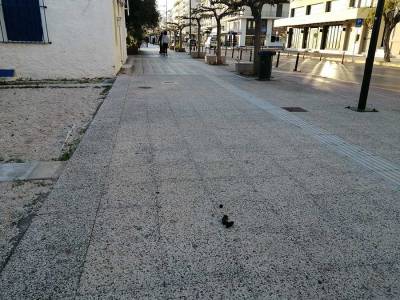 Τα εμπόδια των… ιδιοκτητών σκύλων