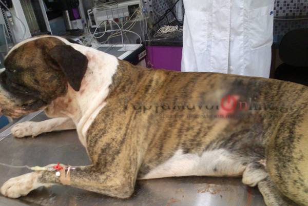 Ιταλός μαχαίρωσε σκύλο στο Μάτι Γαργαλιάνων