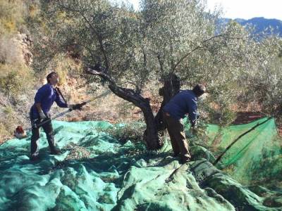 Η Αλειφέρη κατηγορεί την κυβέρνηση για τη δακοκτονία