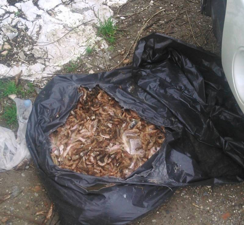 Χαλασμένες γαρίδες