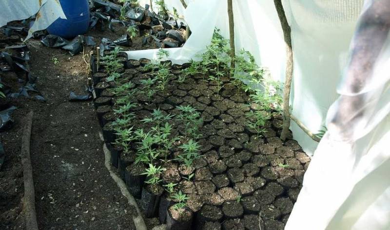 Σπάρτη: Εντοπίστηκε φυτεία με 300 δενδρύλλια κάνναβης