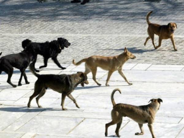 Αγέλη αδέσποτων στο Γυμνάσιο Φιλιατρών
