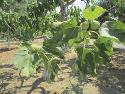 Η αναγκαία απελευθέρωση της αγροτικής παραγωγής