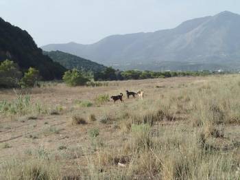 Σκυλιά επιτίθενται σε χελώνες καρέτα-καρέτα στον Κυπαρισσίακο