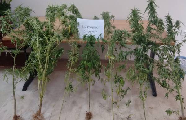 Μικρή χασισοφυτεία στα Εξαμίλια Κορινθίας