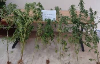 Μικρή χασισοφυτεία στα Εξαμίλια Κορινθίας