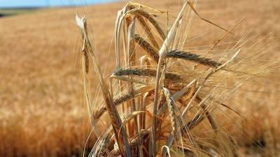 Η Μόσχα «παγώνει» τη συμφωνία για τα σιτηρά