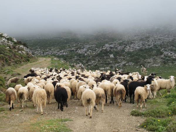 244 εκατ. ευρώ η εξισωτική αποζημίωση
