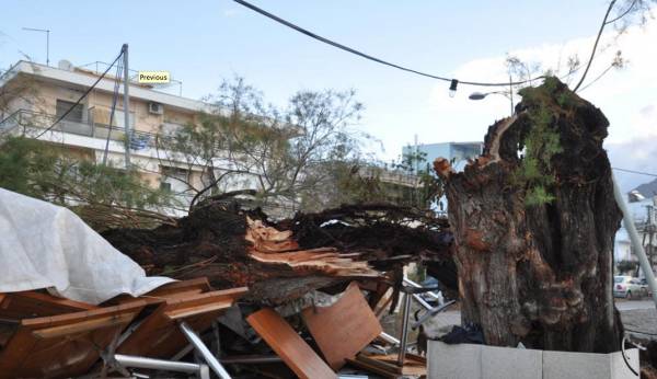 Κομβικό ζήτημα ο έλεγχος της αστικής χλωρίδας