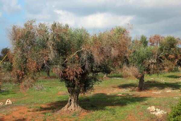 Επαγρύπνηση για Xylella ζητεί ο Μάρκος Μπόλαρης