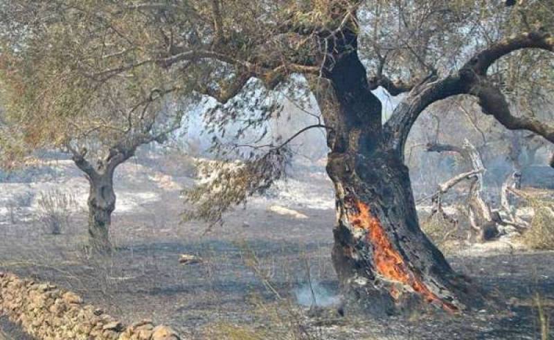 Σήμερα η προκαταβολή για τα πυρόπληκτα