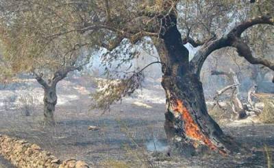 Σήμερα η προκαταβολή για τα πυρόπληκτα