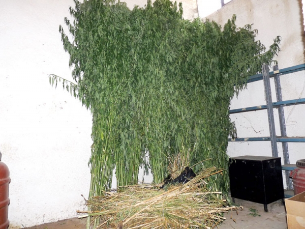 Συνελήφθη 52χρονος για χασισοφυτεία με 165 φυτά στην Ελληνοεκκλησιά