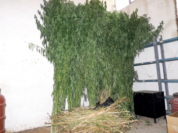 Συνελήφθη 52χρονος για χασισοφυτεία με 165 φυτά στην Ελληνοεκκλησιά