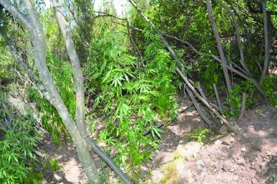 36χρονος Αλβανός ο ληστής στο Νεοχώρι Αριστομένη