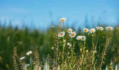 Εαρινή ισημερία: Ξεκινά κι επίσημα από σήμερα η άνοιξη