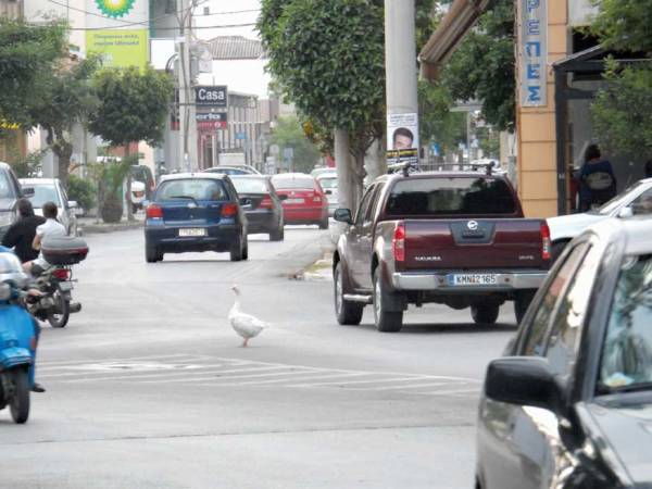 Η πάπια κόβει βόλτες