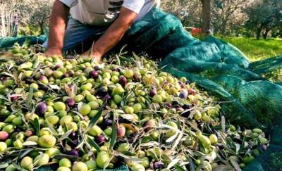 Αναστολή του Ψηφιακού Δελτίου Αποστολής Ελαιοκάρπου