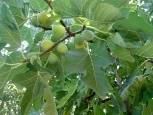 Πλήγμα για τους παραγωγούς η ακαρπία - Μείωση και πάνω από 80% σε ορισμένα συκοπερίβολα