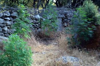 Μικρή χασισοφυτεία 57χρονου στην Πουρναριά Γορτυνίας