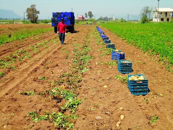 Απαγορεύεται η χρήση φαγώσιμης πατάτας ως σπόρου