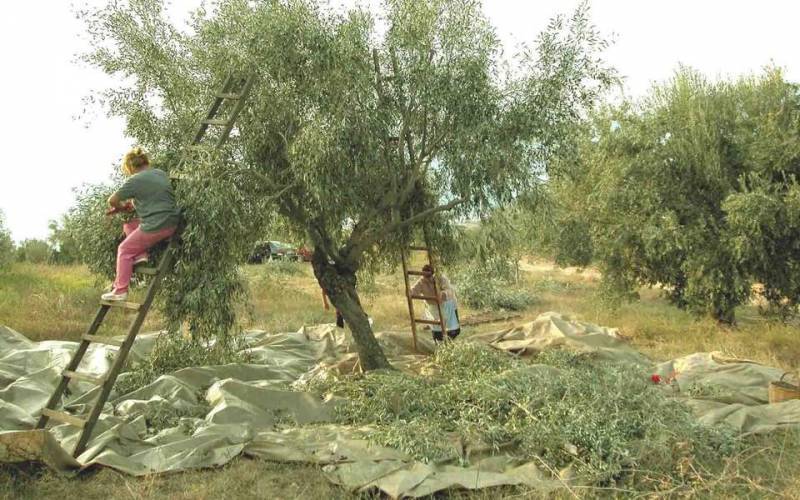 Ρύθμιση του υπουργείου Μετανάστευσης και Ασύλου: Παραμονή 3+3 μηνών για τους εργάτες γης