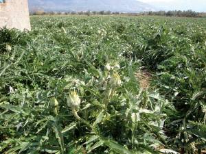 Κλέβουν αγκινάρες στη Μικρομάνη