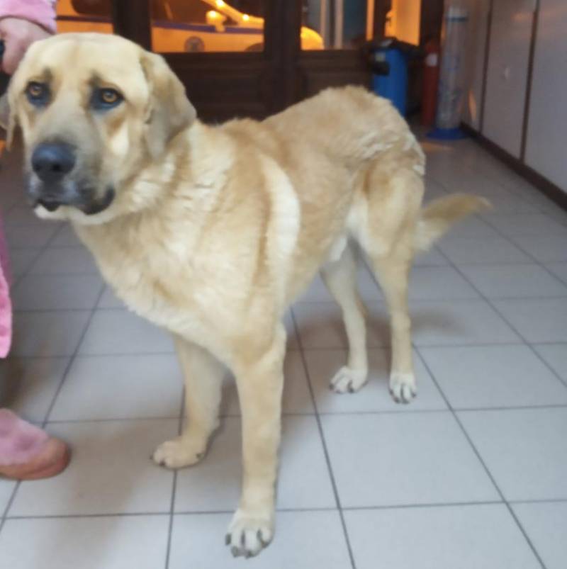 Σύλληψη για κακοποίηση σκύλου στην πλατεία της Καλαμάτας