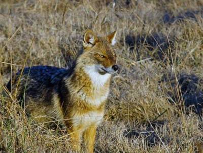 Σοβαρό το πρόβλημα με τσακάλια και αγριογούρουνα