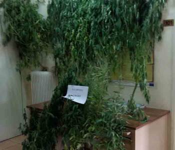 55 συλλήψεις σε 48ώρες στην Πελοπόννησο