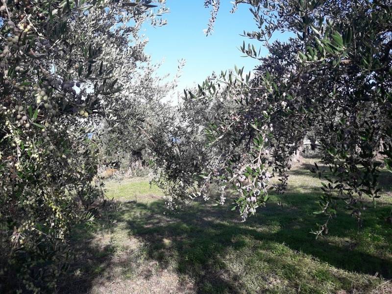 Μειωμένη παραγωγή ελαιολάδου αναμένει η Κομισιόν το 2020