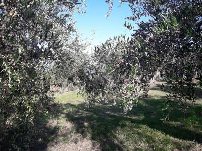 Μειωμένη παραγωγή ελαιολάδου αναμένει η Κομισιόν το 2020