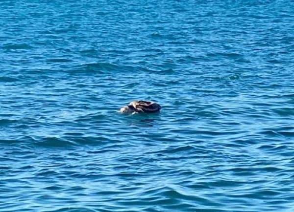 Νεκρή καρέτα - καρέτα στην Κυπαρισσία