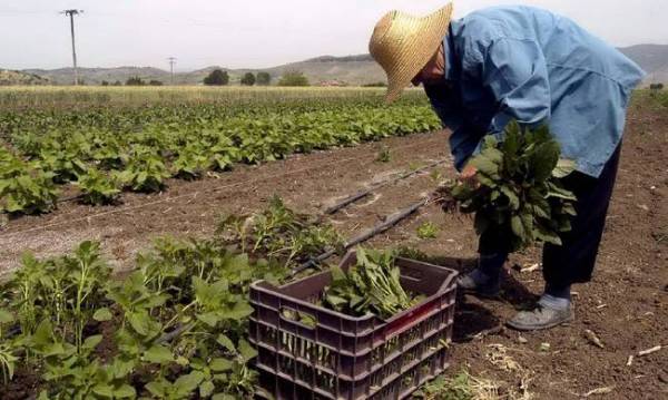 Αιτήσεις για το πρόγραμμα νέων αγροτών