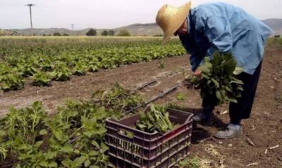 Αιτήσεις για το πρόγραμμα νέων αγροτών