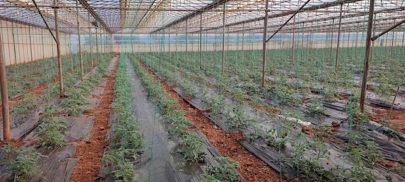 Σε κρίσιμη καμπή ο αγροτικός τομέας: 4.500 εργάτες γης χρειάζεται η Τριφυλία - Δύο πρόεδροι αγροτικών συλλόγων μιλάνε στην «Ε»