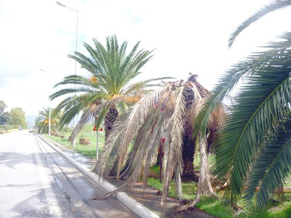 Το σκαθάρι τρώει τους φοίνικες