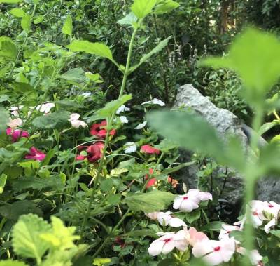 Νέος κύκλος δραστηριοτήτων στο Αγρόκτημα “Φοίφα”