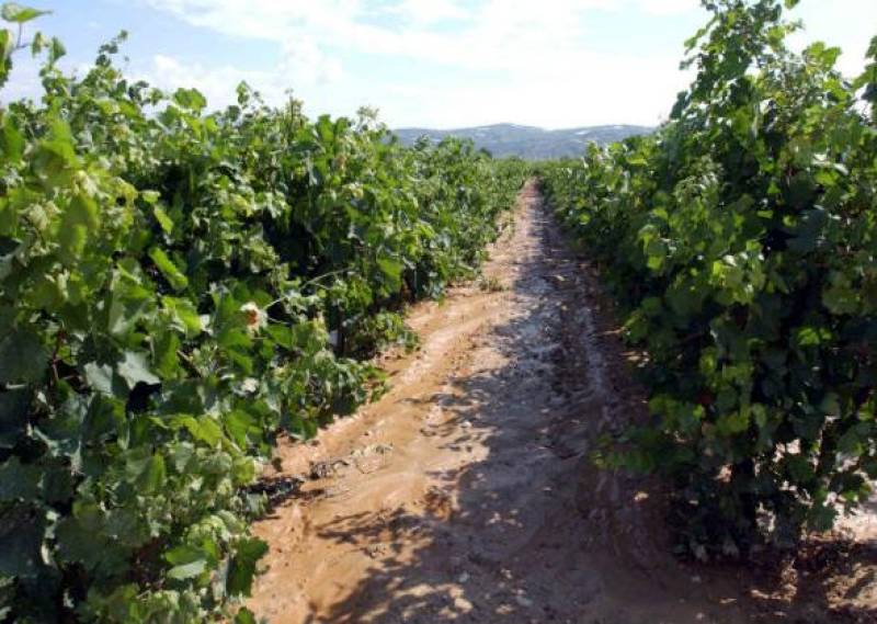 Στην Πελοπόννησο οι περισσότερες άδειες φύτευσης αμπελιών