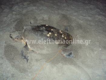 Xελώνα καρέτα - καρέτα γέννησε στην Παραλία της Καλαμάτας (φωτογραφίες)